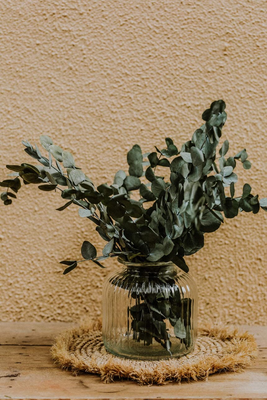 Eucalipto cinerea 4