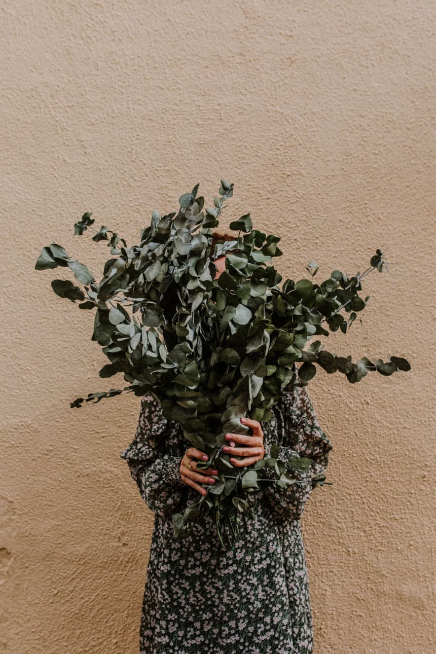 Eucalipto cinerea 5